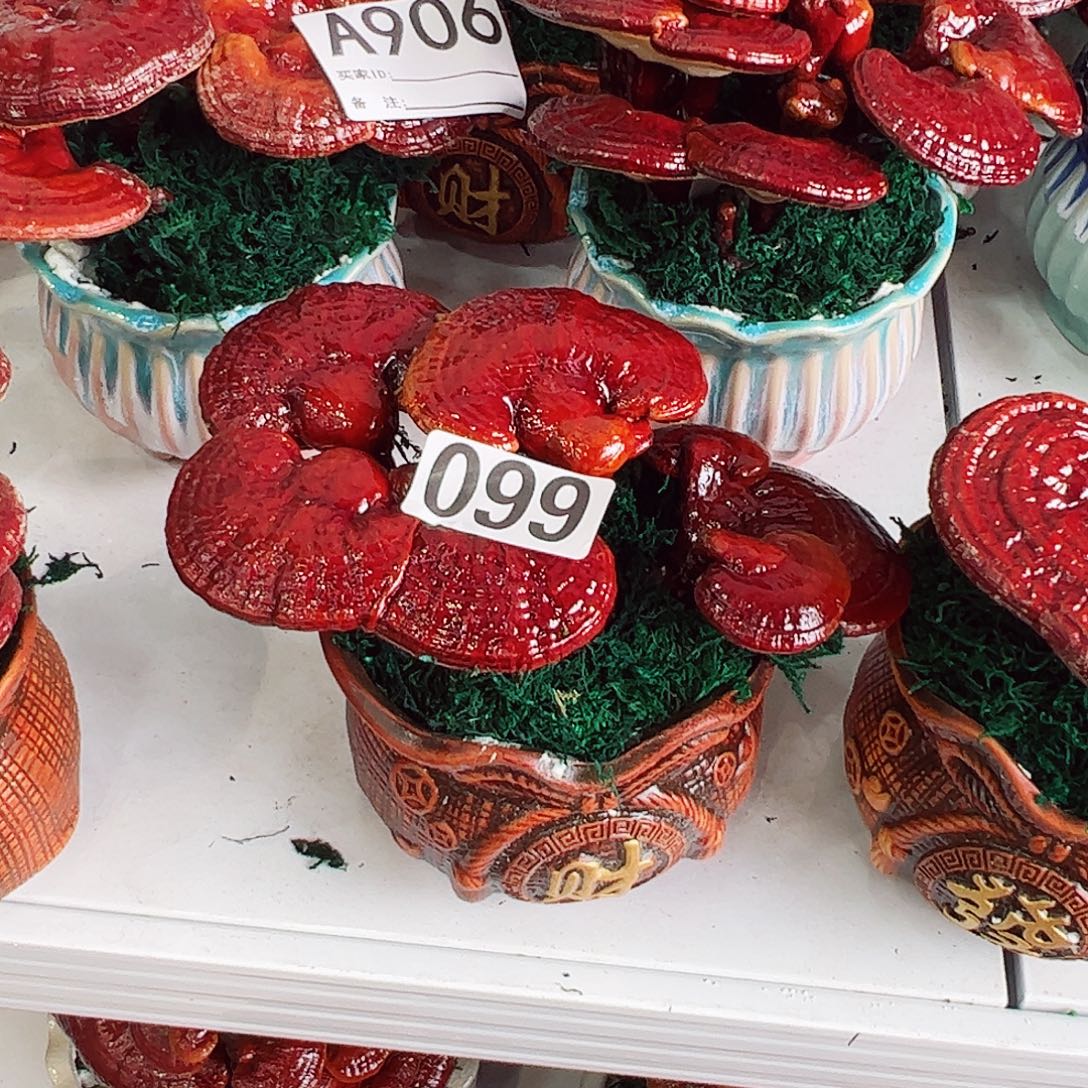 无花朵灵芝盆景099