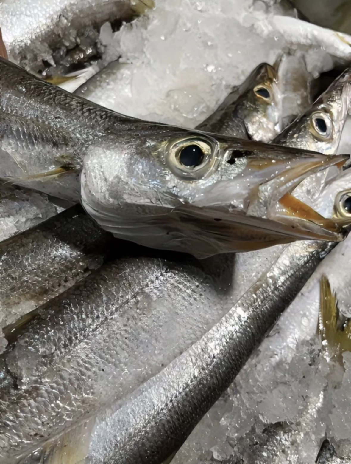 【野生苏军鱼】一款肉质非常鲜甜 无暗刺/炖汤/柯酱油水/红烧