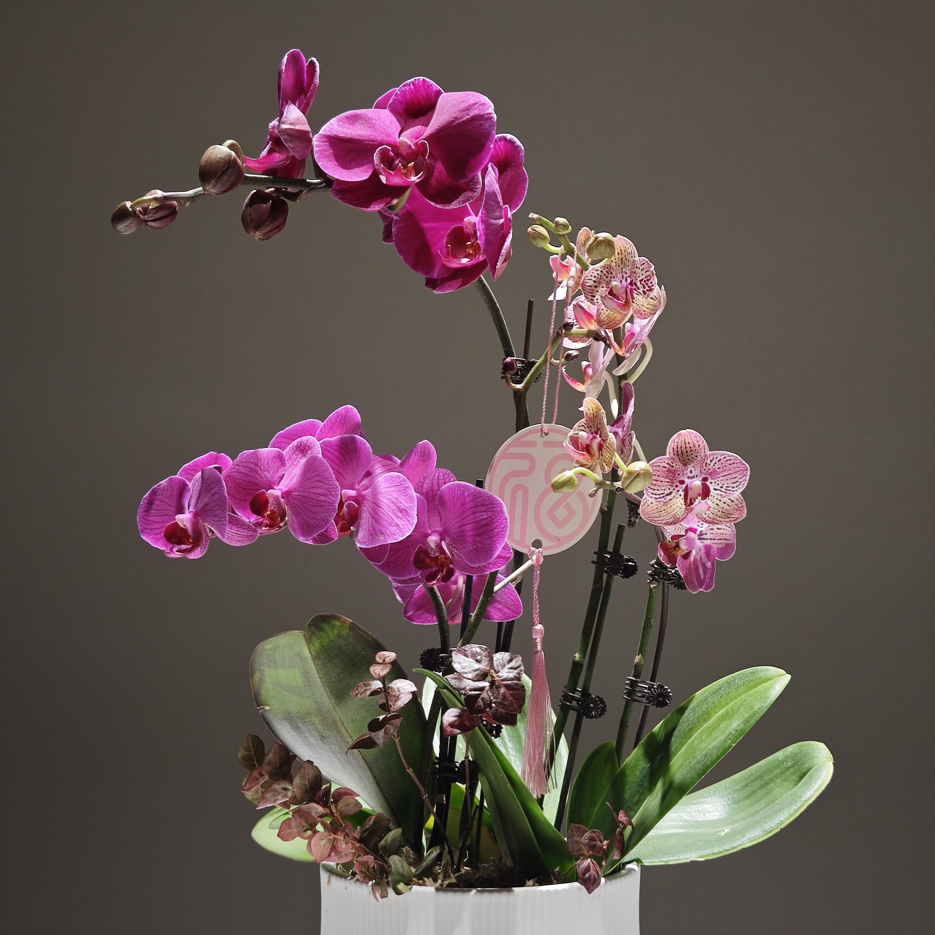 【蝴蝶兰】年宵花 蝴蝶兰组盆室内办公室花卉带花带苞  一物一拍