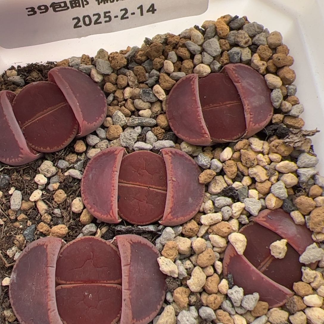 0197号KO 5颗 多肉植物