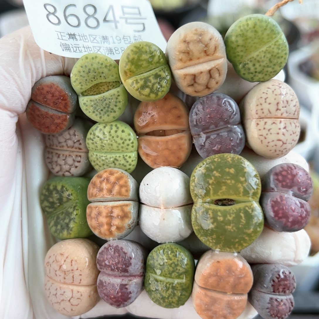 好养易活生石花大母本8684共20颗