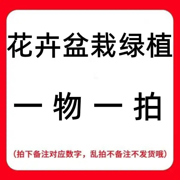 雀舌黄杨1棵 直播间链接 一物一拍