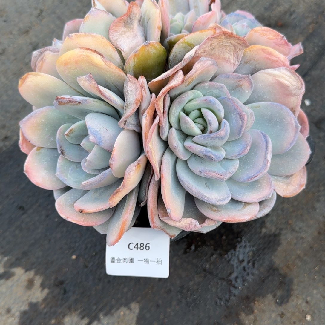 陈***男C486奶茶多头分心    