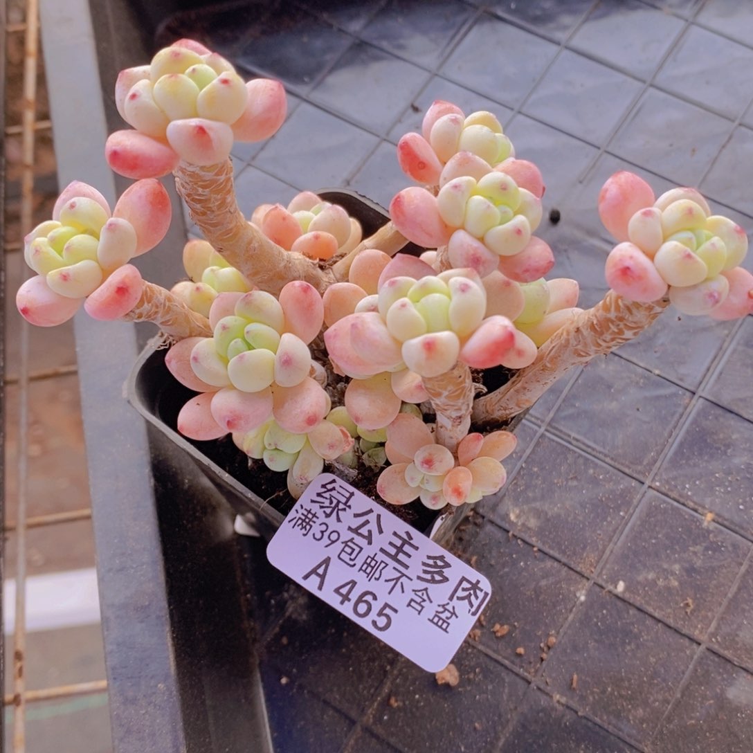 樱花罗琦8cm465多肉植物