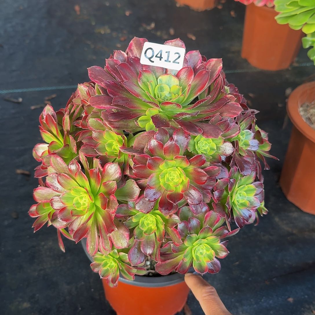 412安娜33冠服23左右