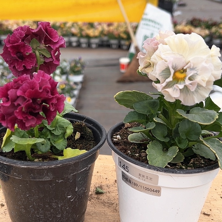 红陶抖音直播闪拍145