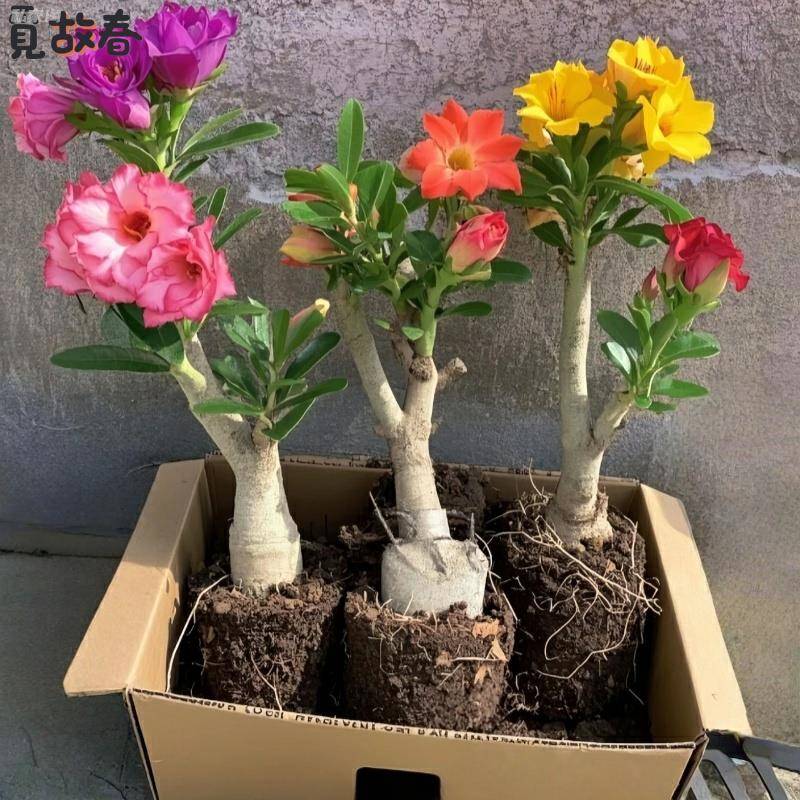 沙漠玫瑰盆栽重瓣带花苞特大号多肉植物室内绿植精品十年老桩盆景