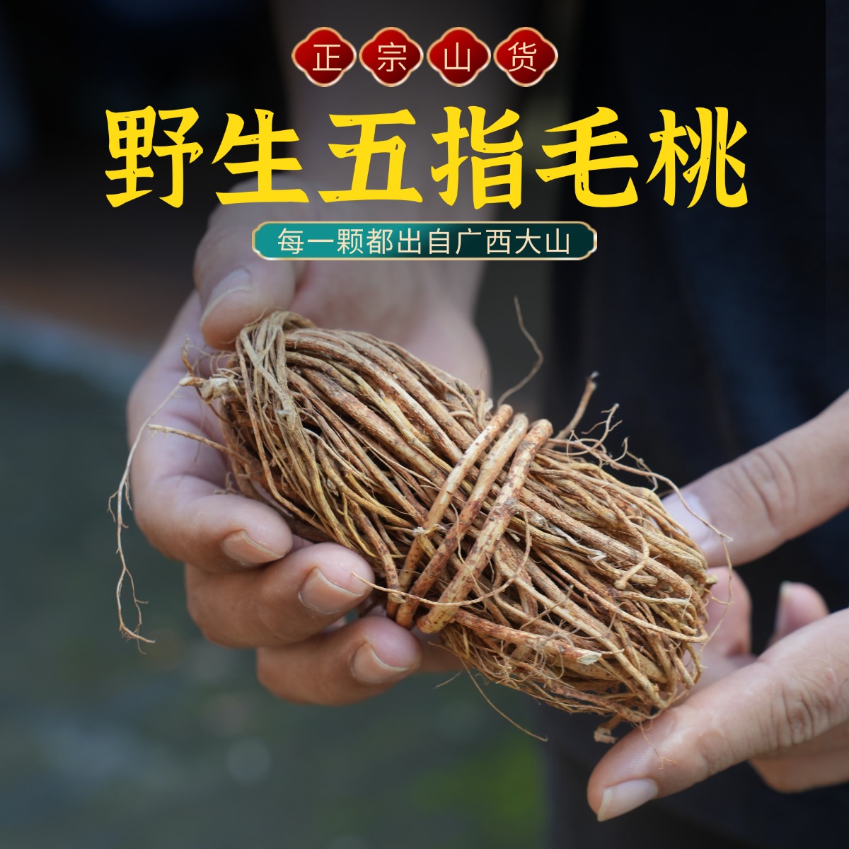 正宗广西野生山货五指毛桃自然晒干煲汤煮水香味浓郁天然食材