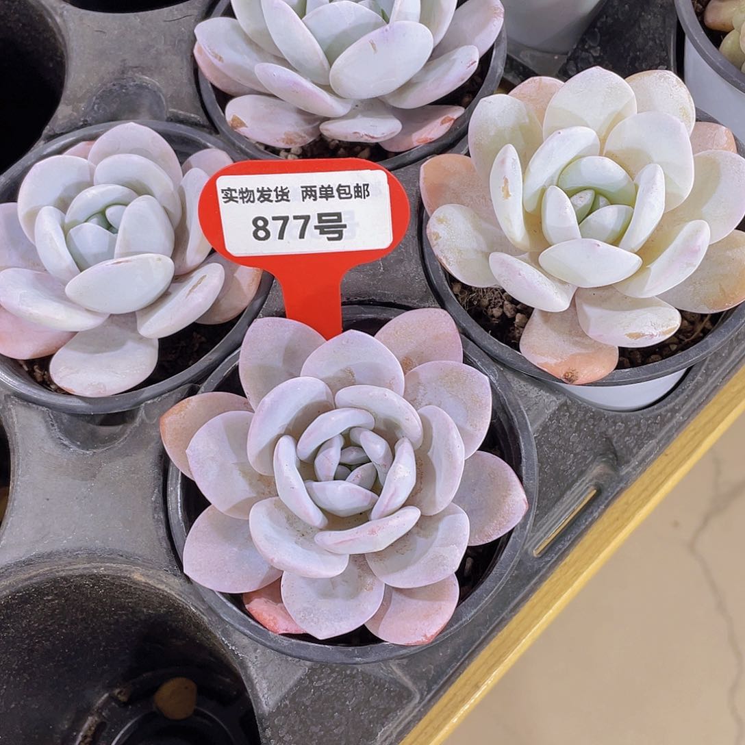 877号 全状态粉雪莲单头一个
