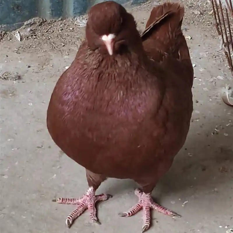 红色元宝鸽（直播间拍单专属）大体元宝鸽可食用生鲜 直播间链接 