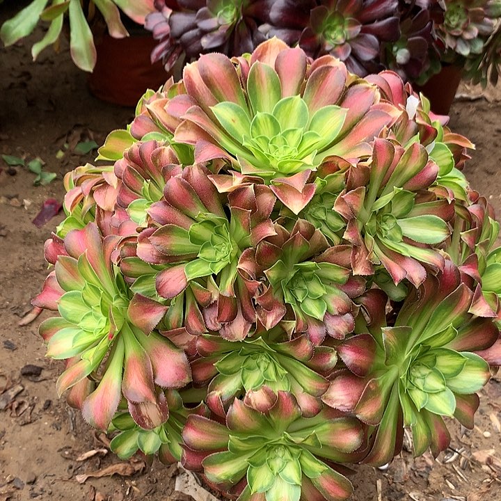 多肉植物少华15号