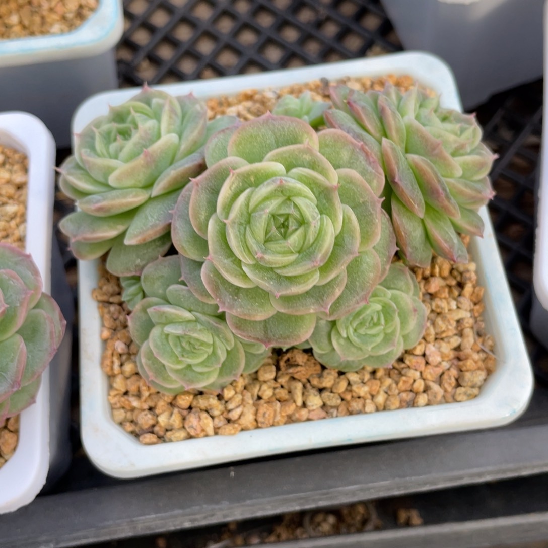 k***n优选青鸾珍妮福利1695