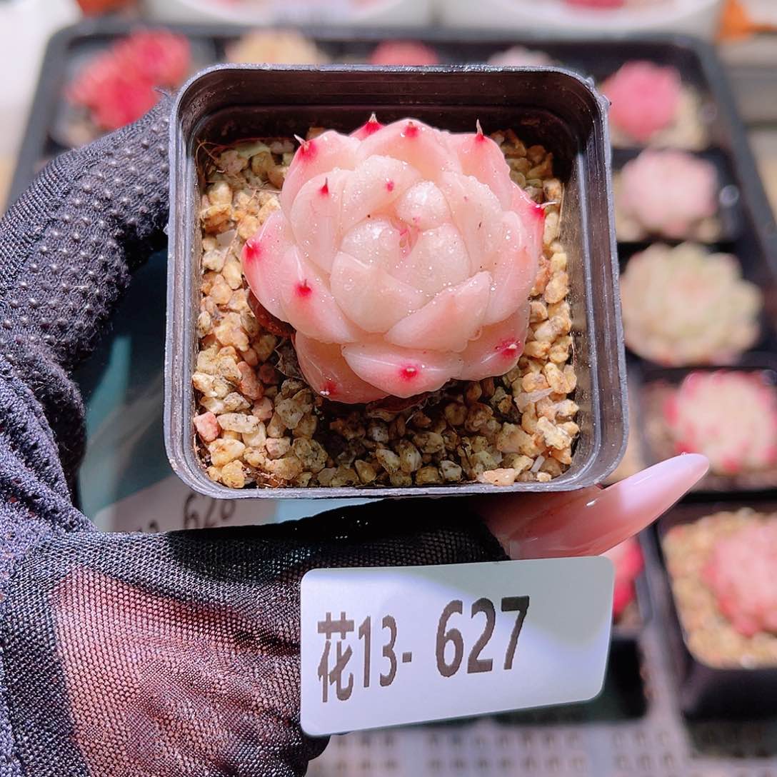 花利美13-627麦秆