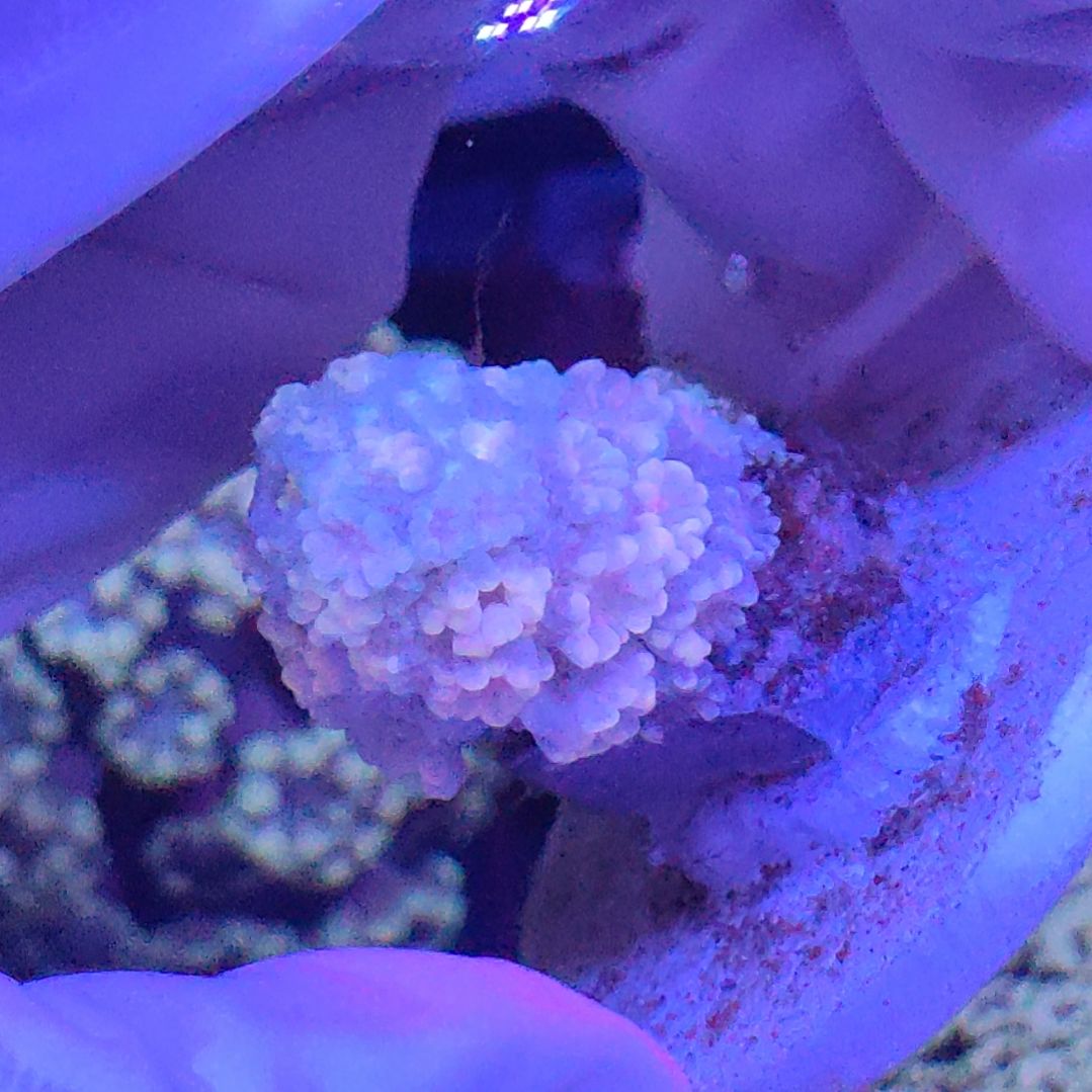 珊瑚不支持退货不包邮 退款超3次拉黑