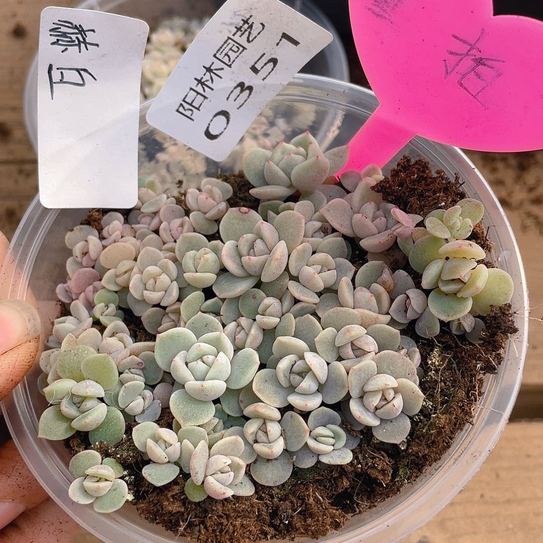 量拍多肉植物多肉植物351