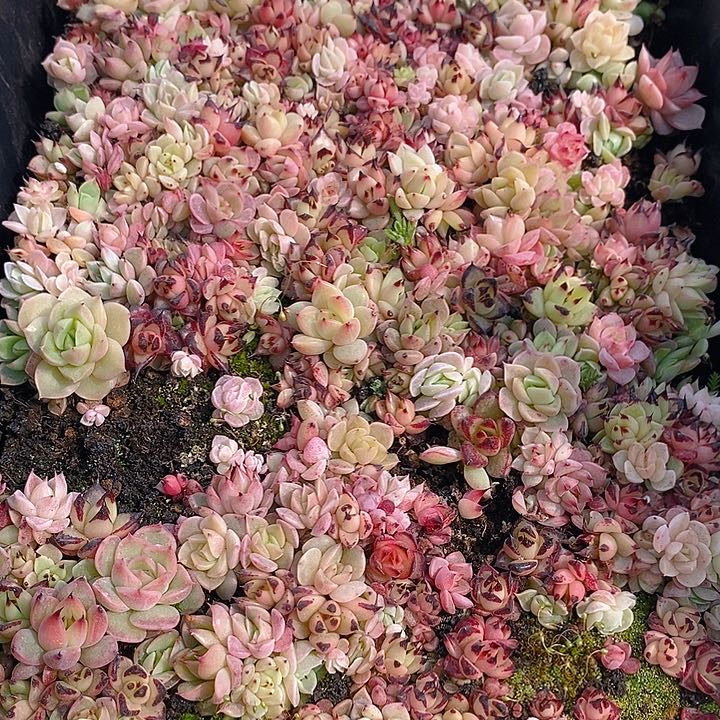 153 多肉植物盆栽花卉植物