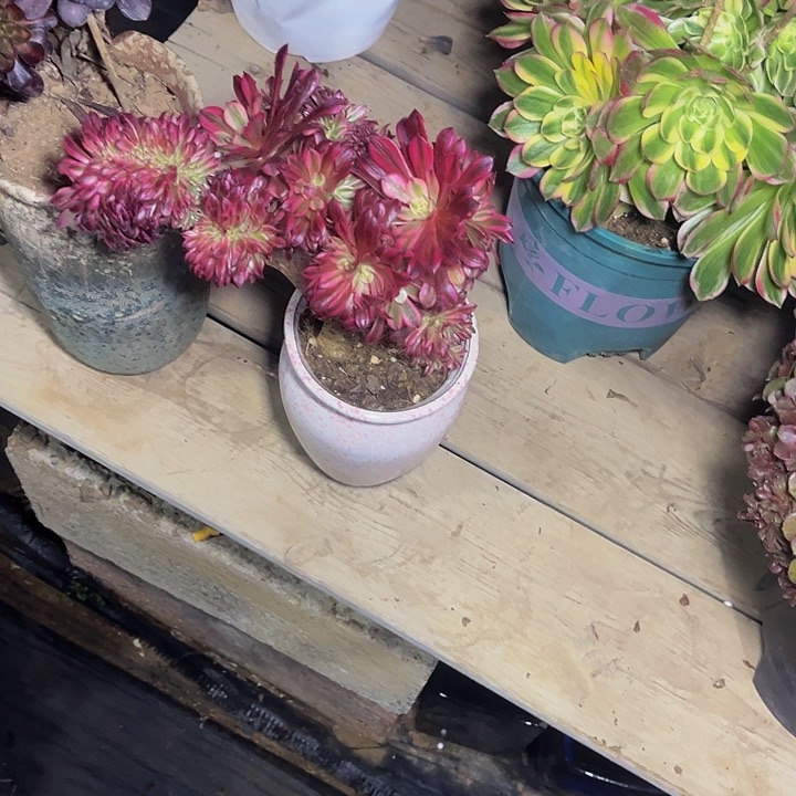 月亮女神缀化008