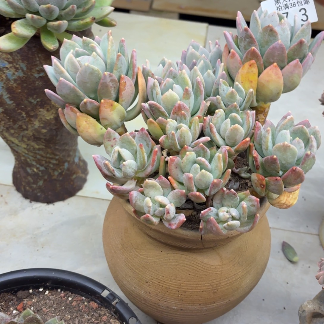 爱***尼黑大帅多肉73海洋之星