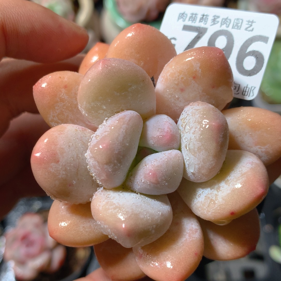 5CM拇指盆精控多肉ZG796