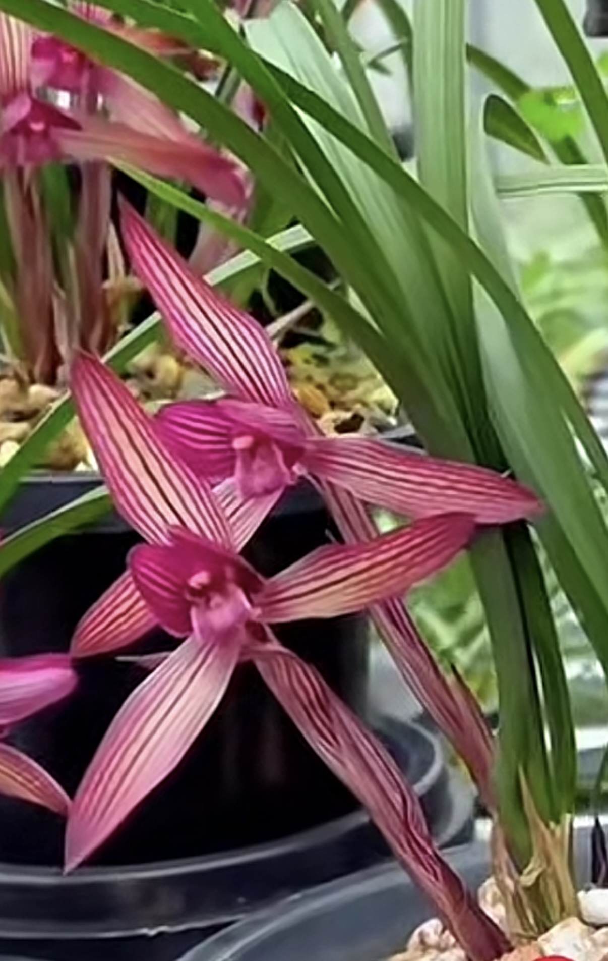 春兰铭品【红楼梦】