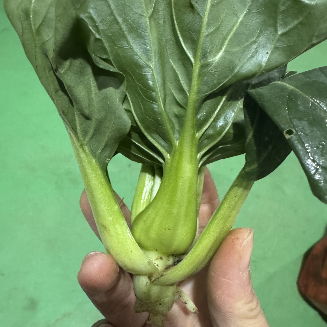 江西进贤农家自种应季新鲜小青菜