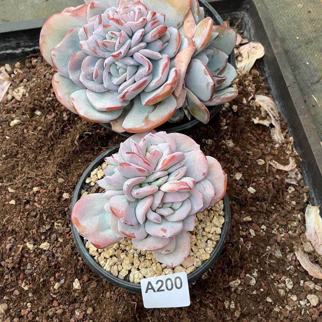 G***霞200多肉植物多肉植物