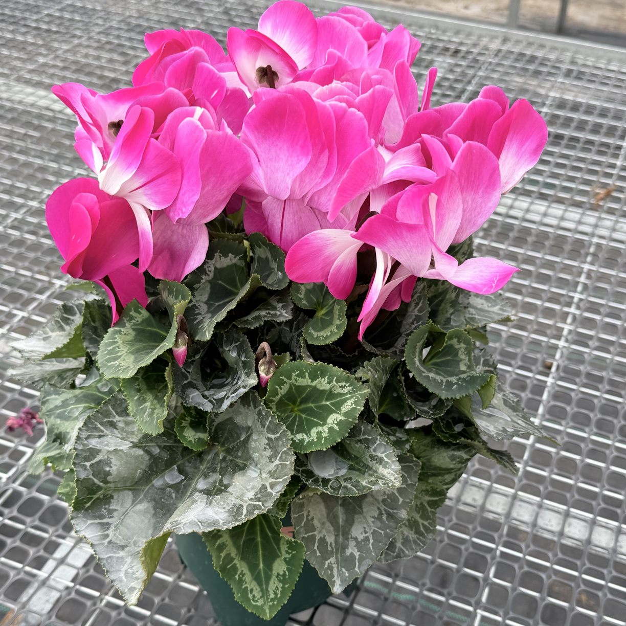 2加仑超大盆（超大紫玉荷）仙客来盆栽四季开花客厅阳台花卉