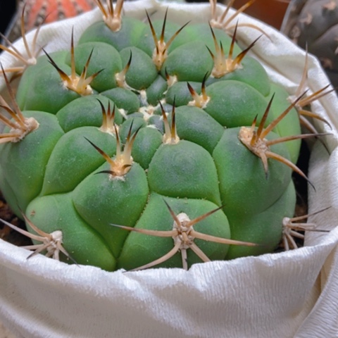 天紫玉仙人球15米仙人球