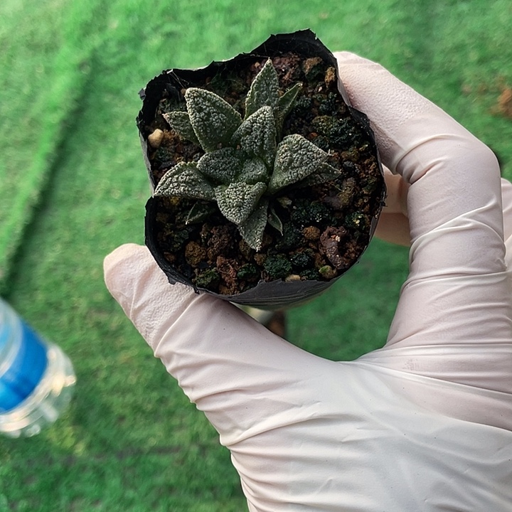 实生辛顿螺旋体型特价