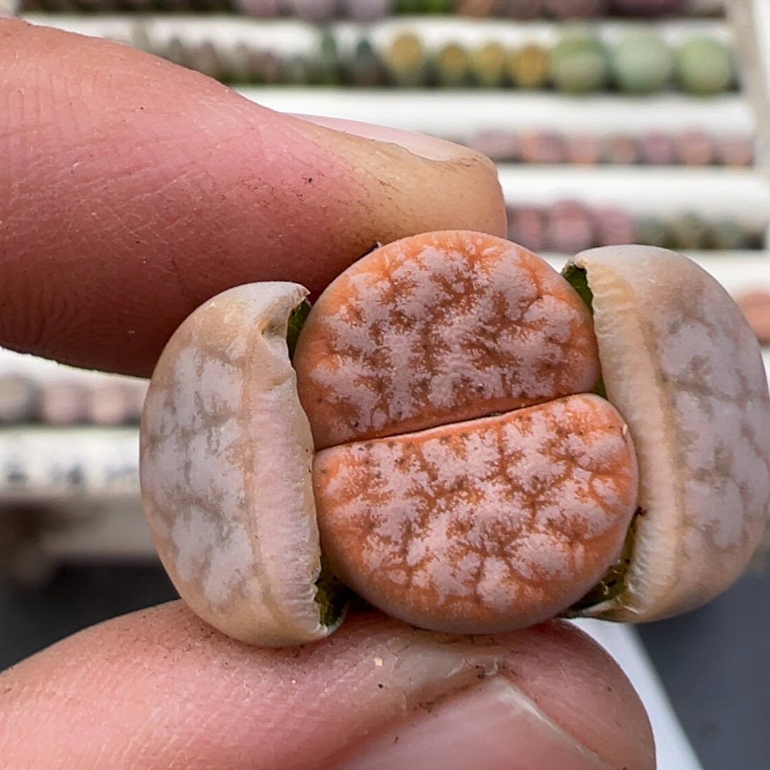 12.22好看的多肉脱土发货470