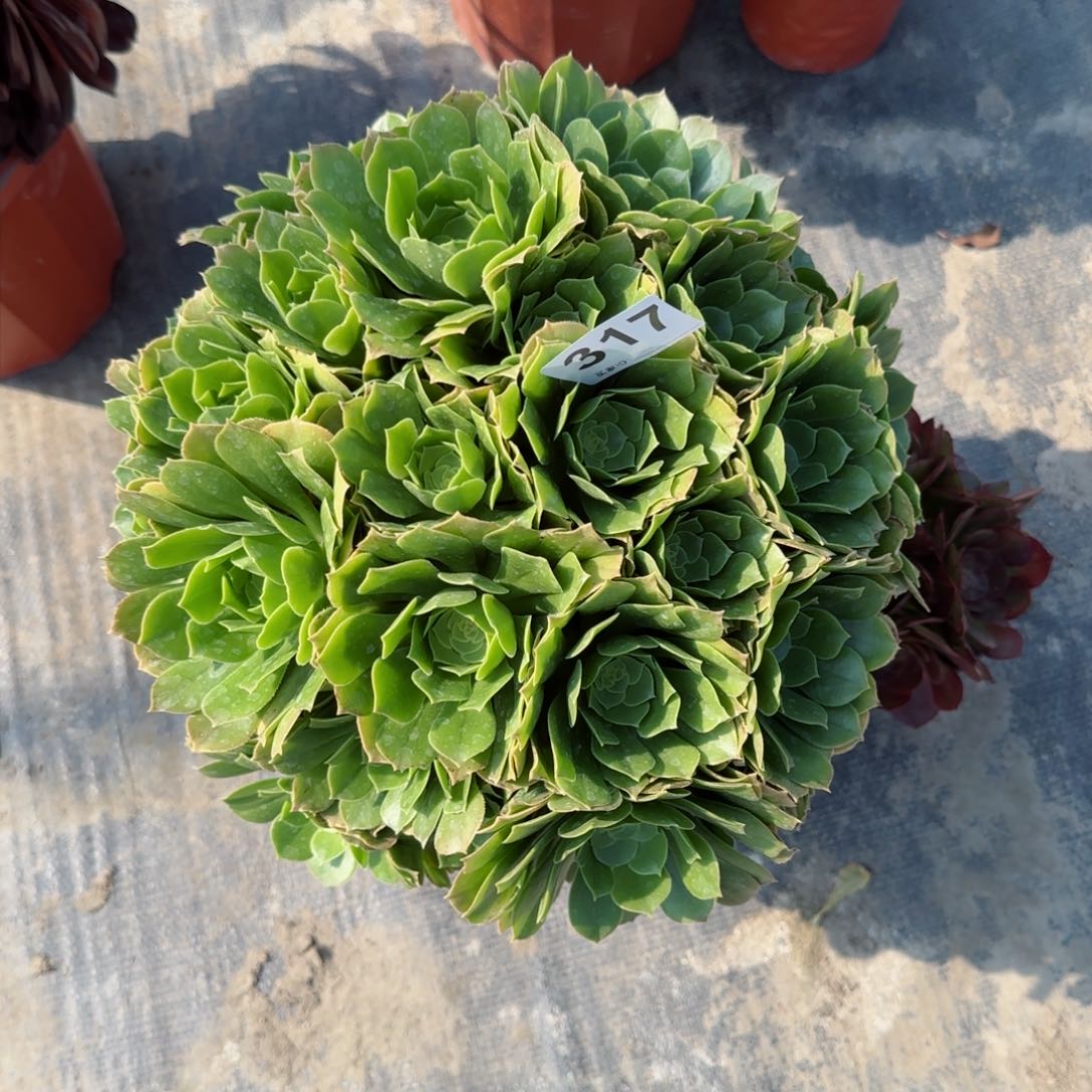 快***朵317多肉植物绿朵