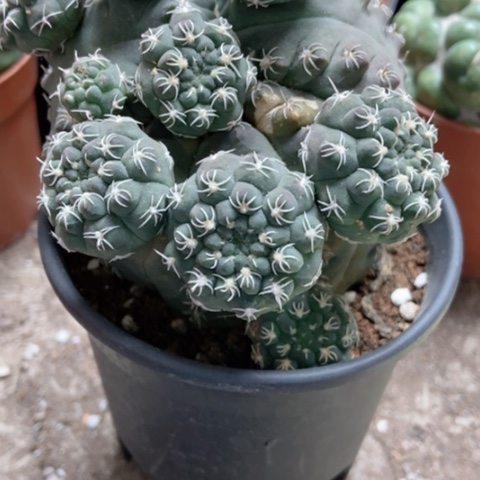 猫爪仙人球10米的热情