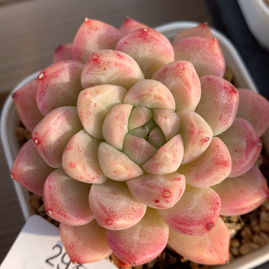 0222-28 麦杆优选