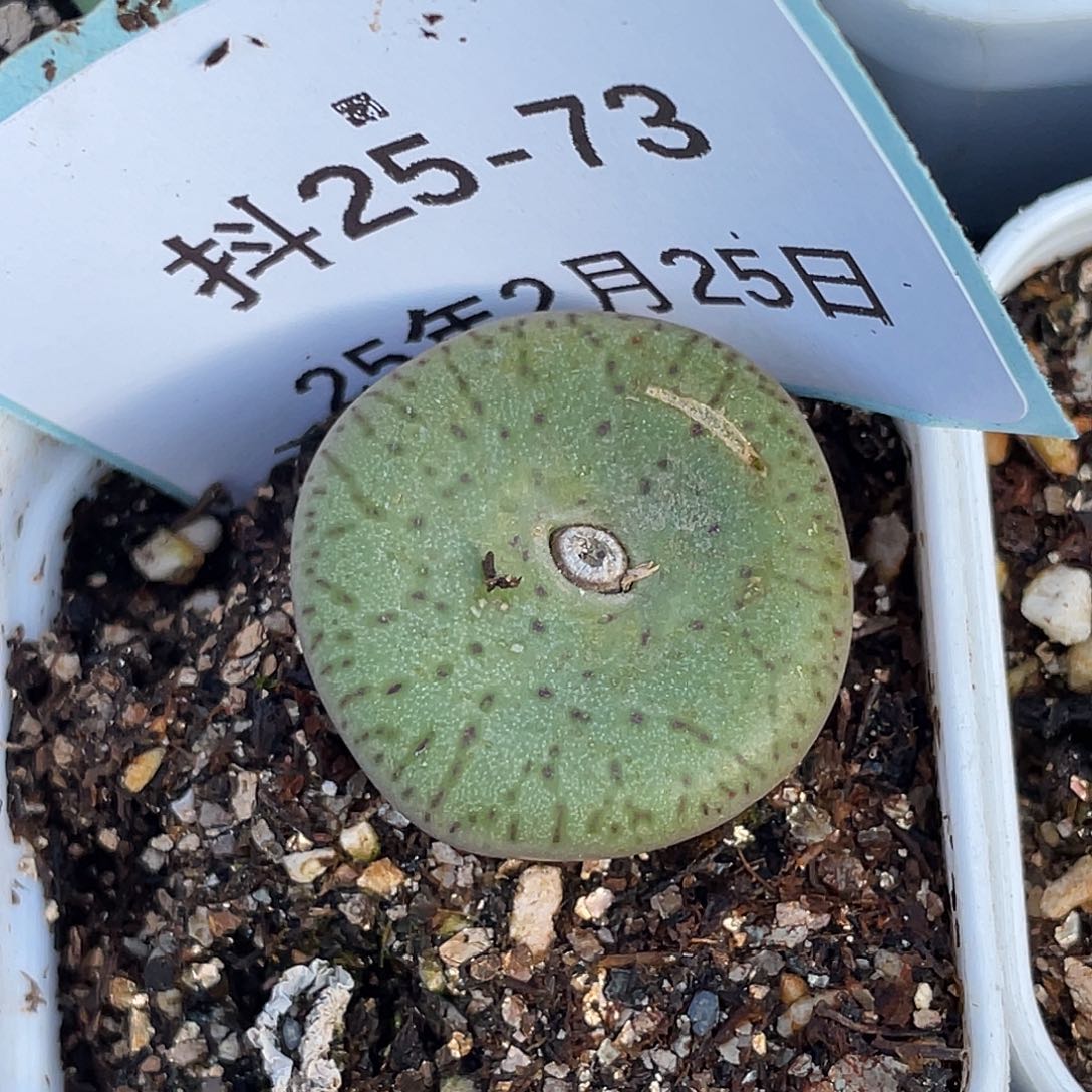 25-73荷叶安贞肉锥