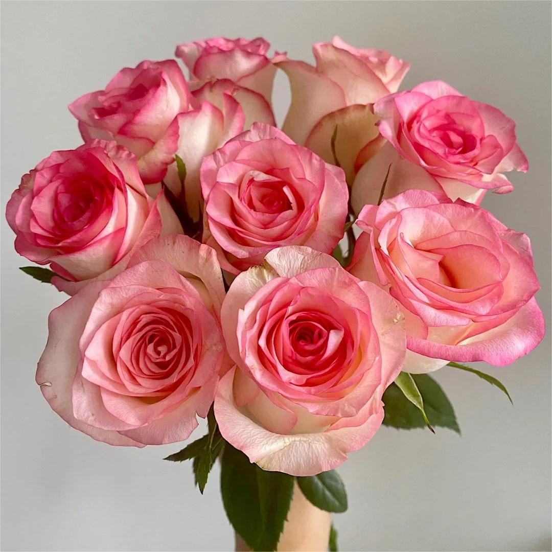 【艾莎玫瑰】云南直发玫瑰鲜花两单京东冷链包邮M