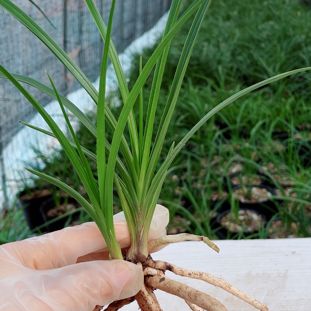 钥***婆完全开放兰花兰花