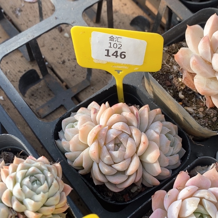 福利多多。102146