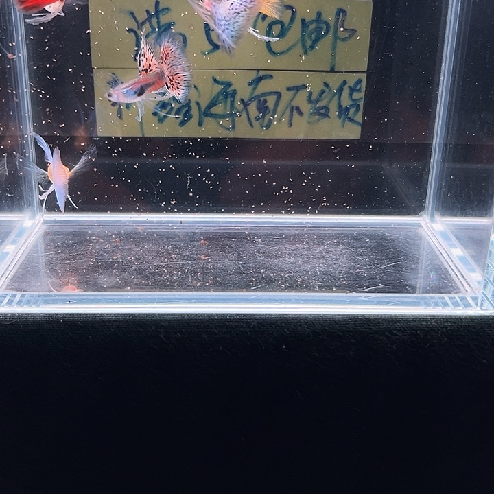 孔雀鱼孔雀鱼观赏组
