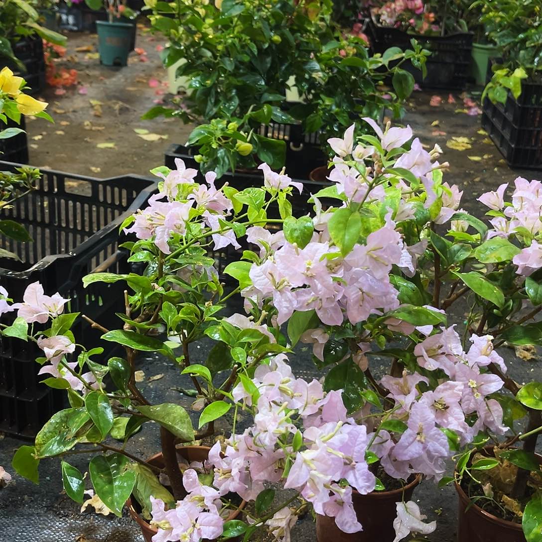 完全开放苹果花掌中宝一颗