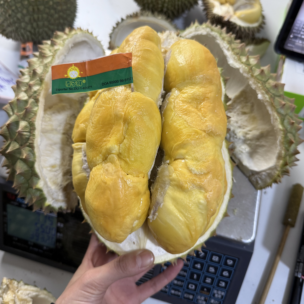 青尼榴莲 鲜果收到验生熟 生切不售后