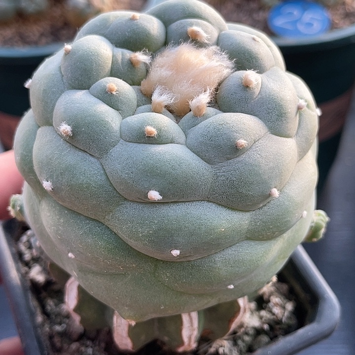 仙人球苗接满39包邮7.4公分8