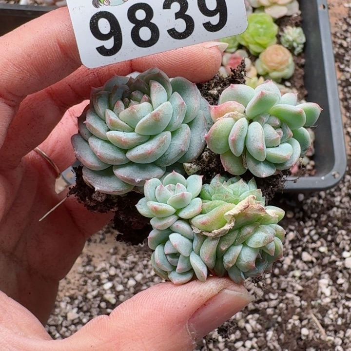 多肉植物多肉植物