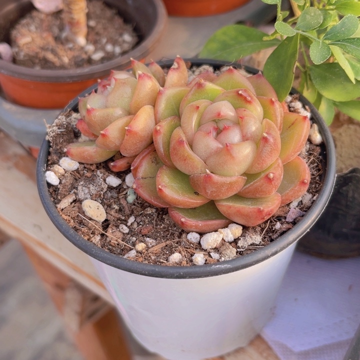 54珍妮多肉植物多肉