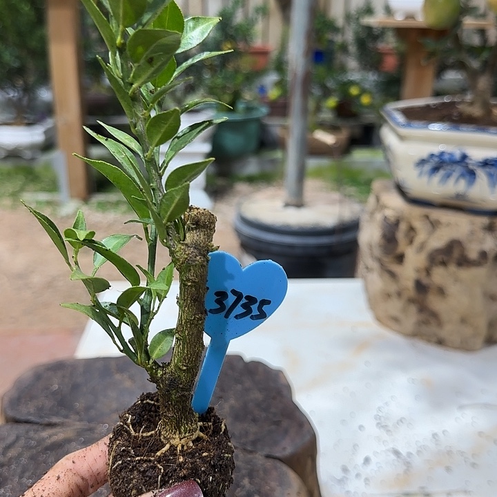 每***心直播间八房柑一物一拍