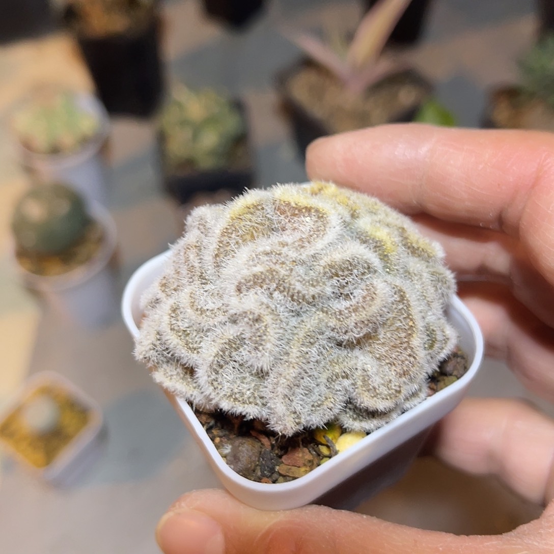 实生白莎女王缀化仙人球