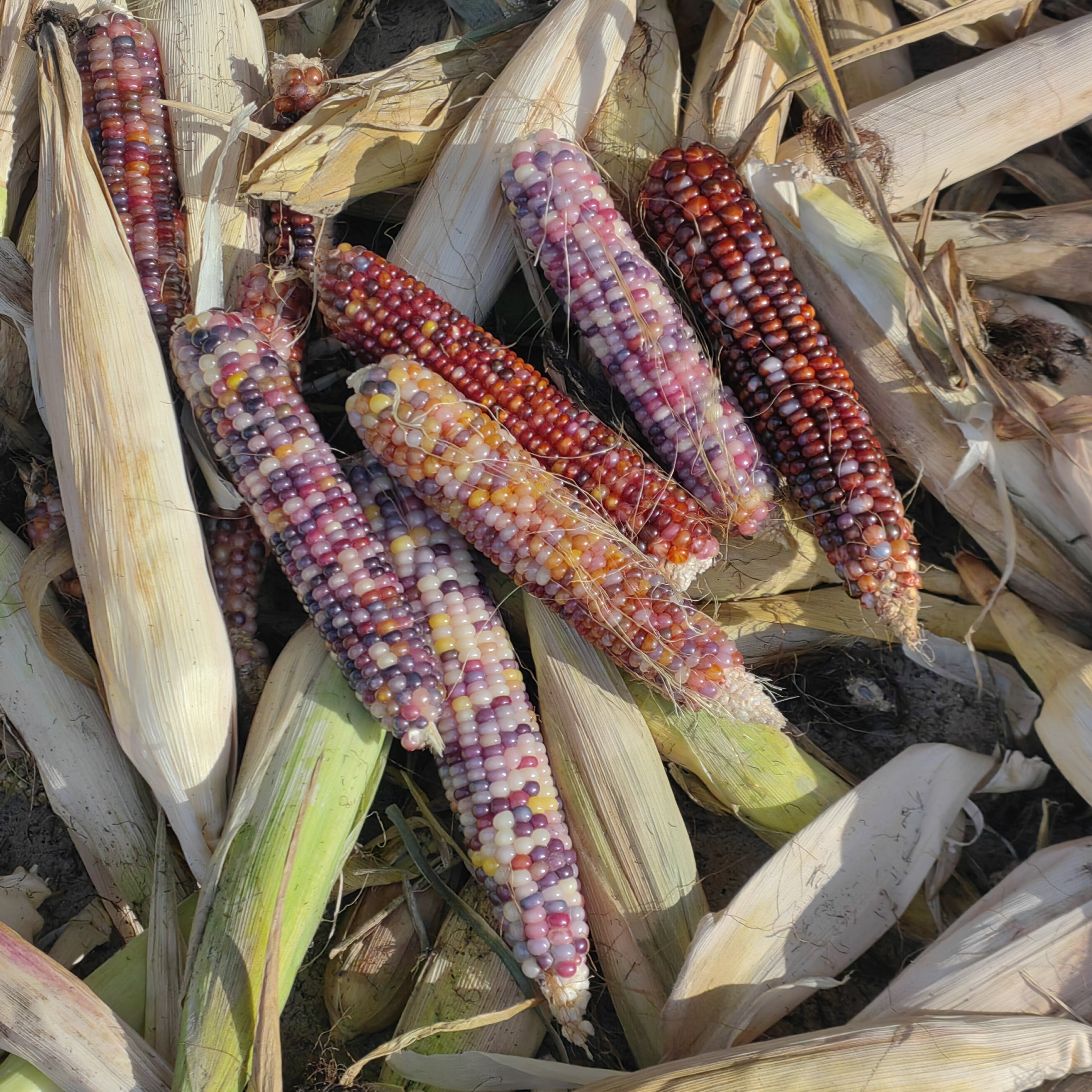 《微瑕丝款》直播专用