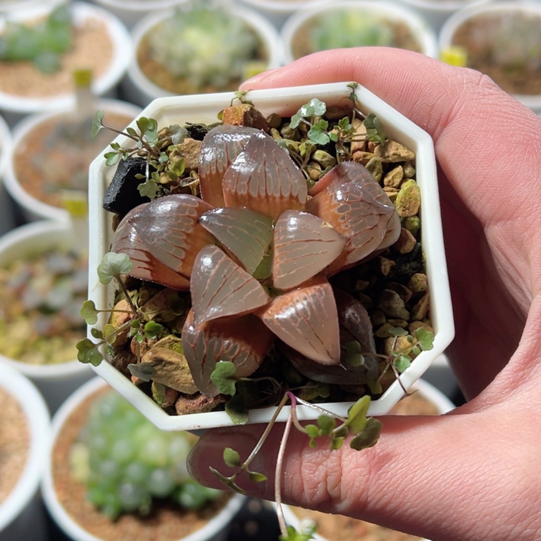 实生丸叶寿锦玉露多肉