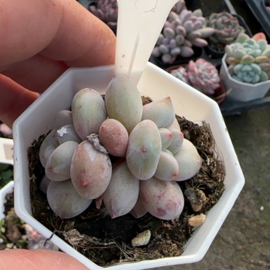 ****辰297半夏多肉植物多