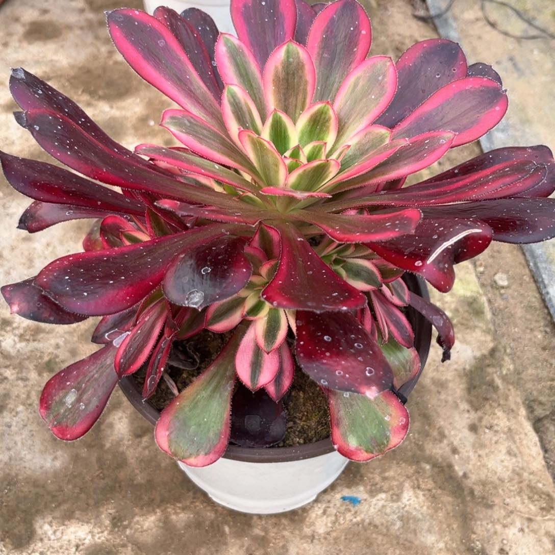 多肉植物香耐儿850