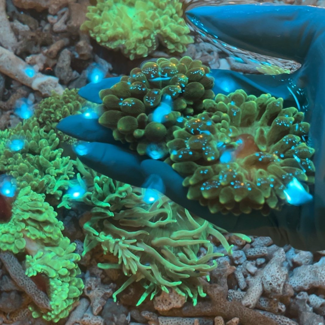 养***）奶嘴海葵红奶1➕绿奶2